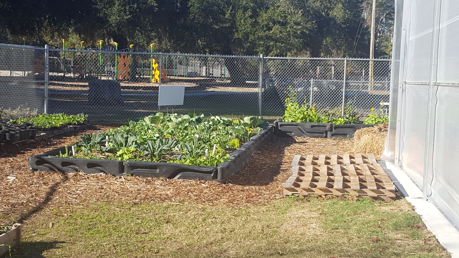 school garden.jpg